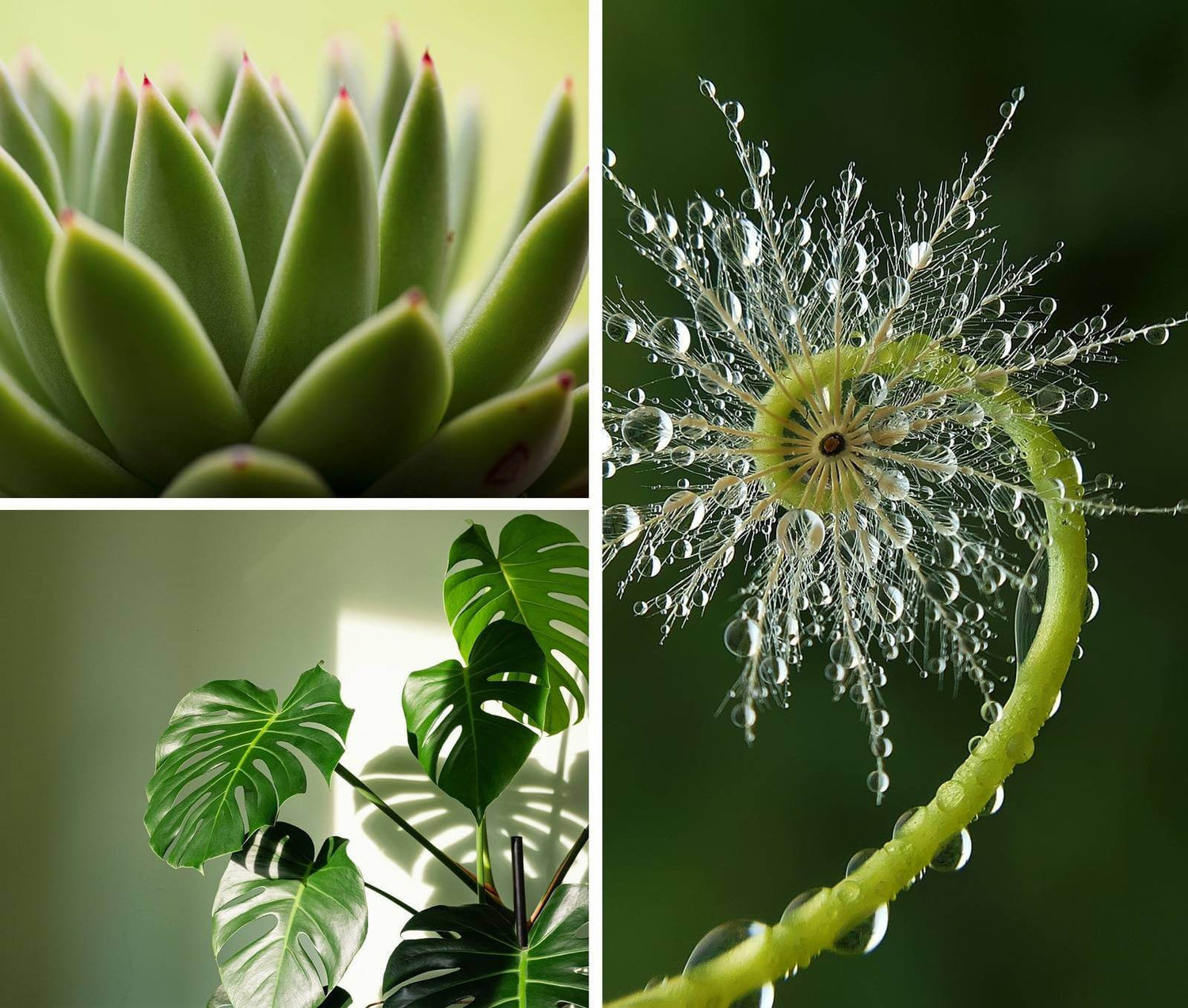 Greenery Collage Square