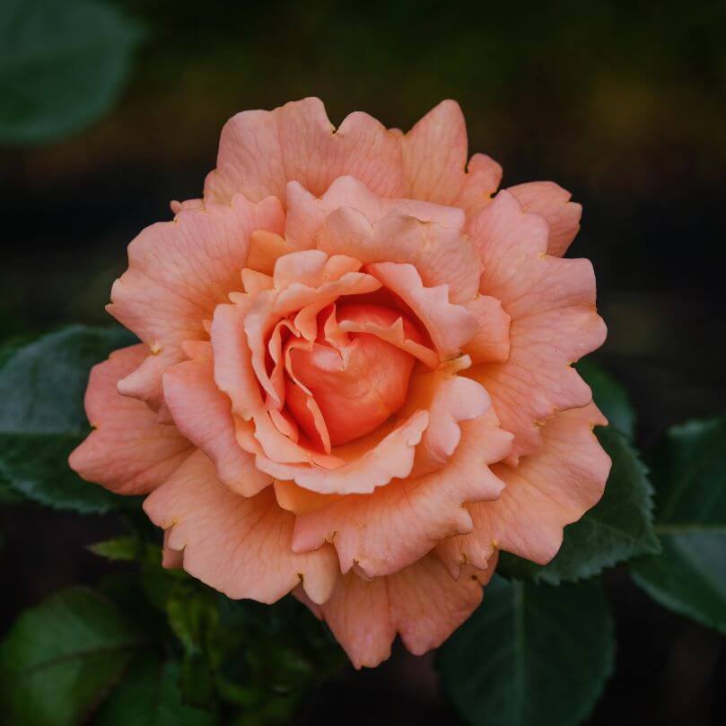Full bloom Peach Rose