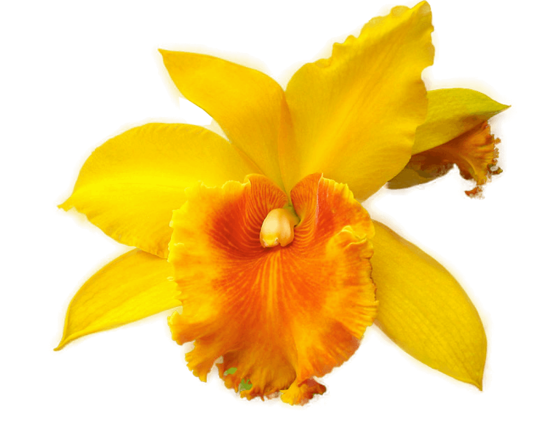 Yellow Moth Orchid Bloom