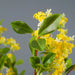 Artificial Osmanthus Tall Stem Artificial Flowering plant Modalyst