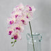 9 Head Real Touch PU Latex Phalaenopsis Artificial Flower Artificial Flora HMEOT