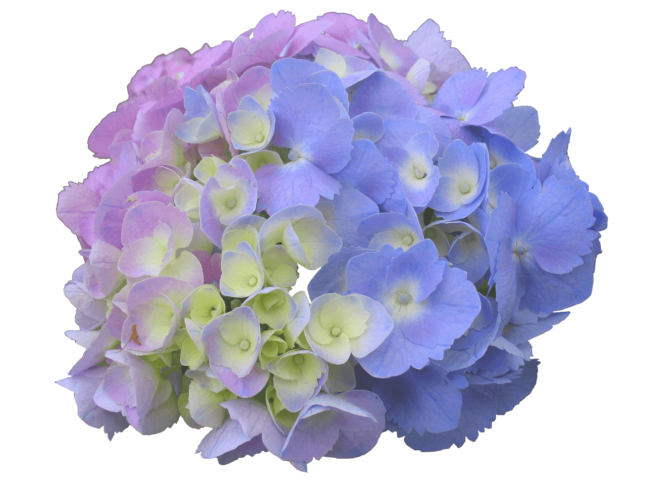 Blue Yellow Pink Hydrangea Bloom