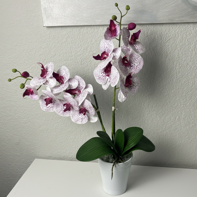 Potted orchid with white and wine red flowers on a white surface against a gray wall.