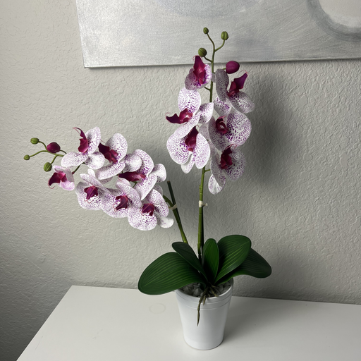 Potted orchid with white and wine colored flowers on a white surface against a gray wall.