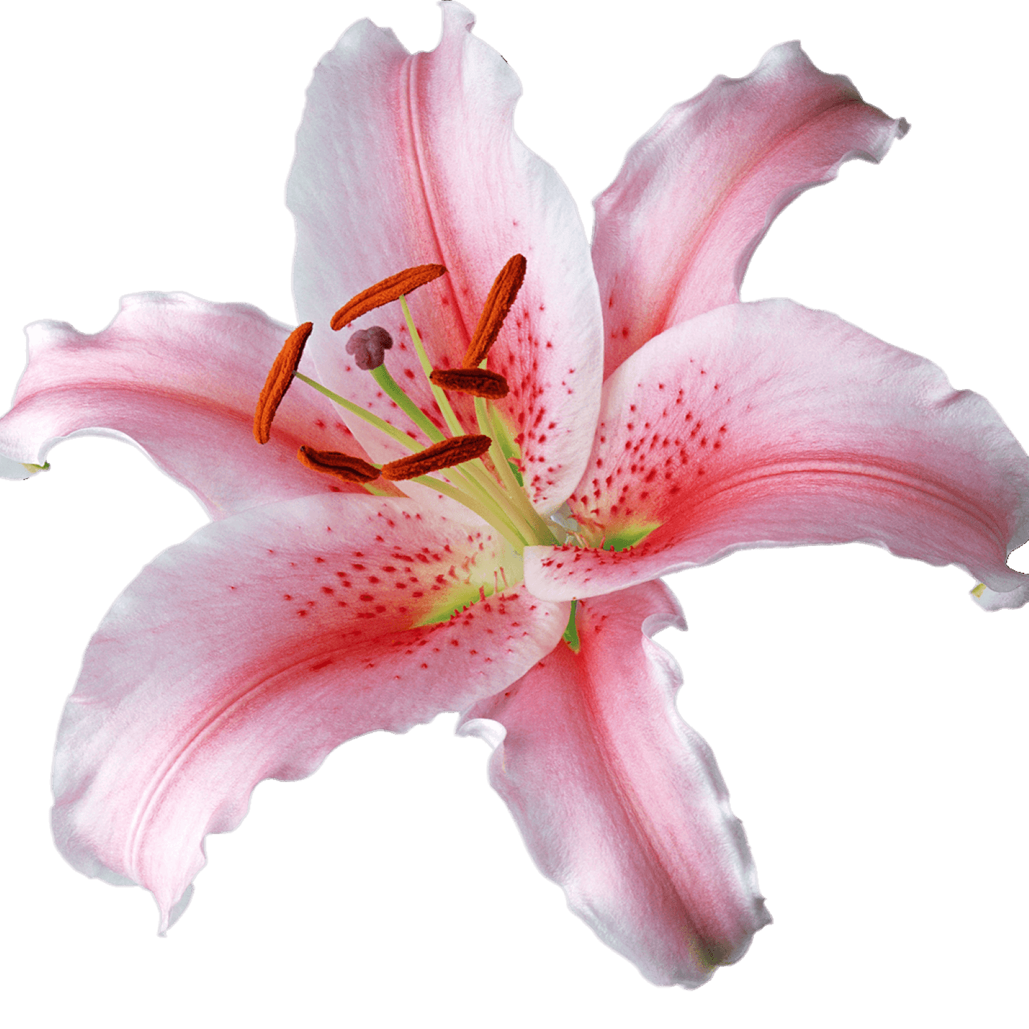 Full Bloom Pink and White Lily