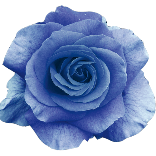 Light_Blue_Rose 1