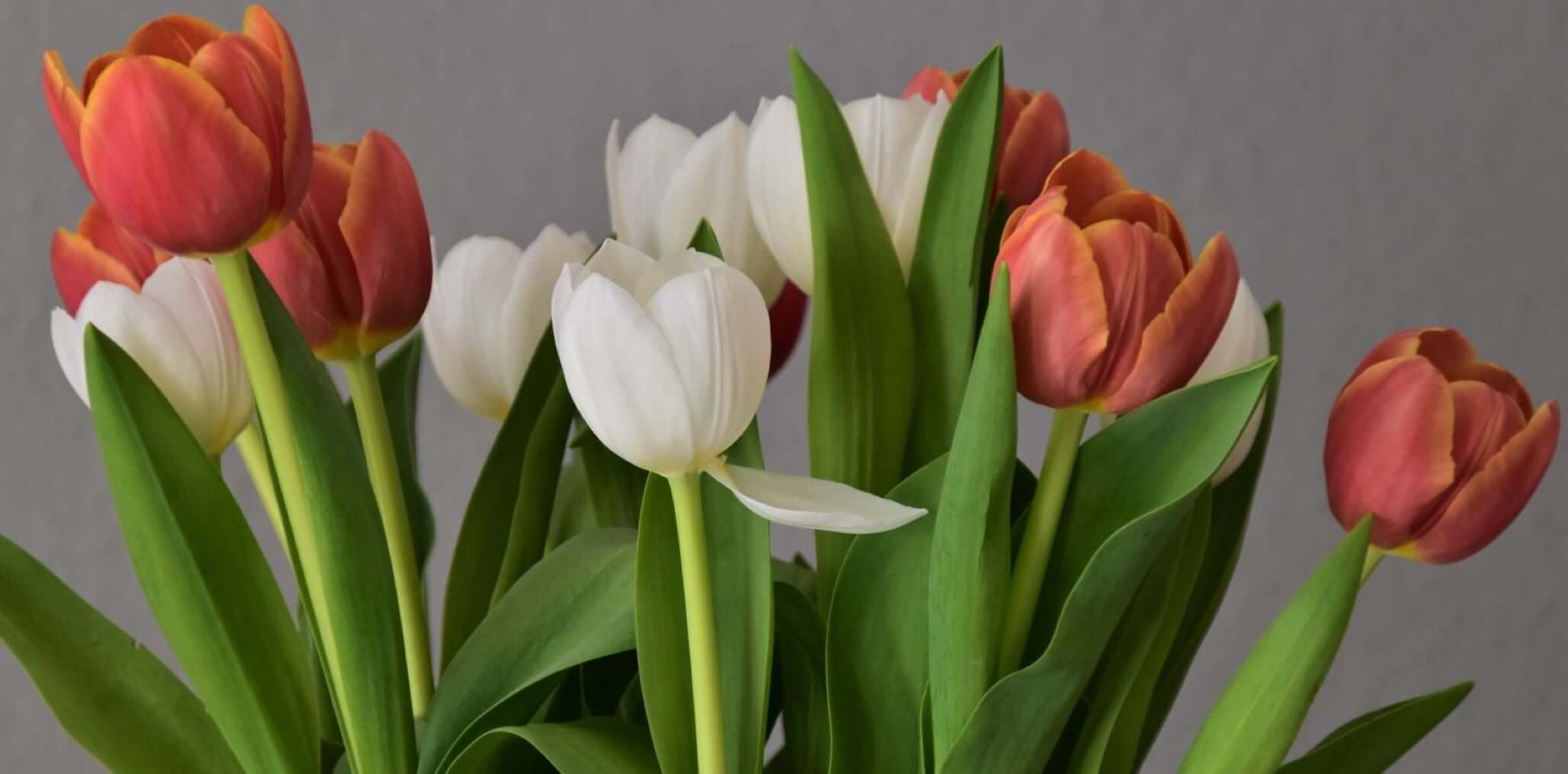 Orange_and_White_Tulips_