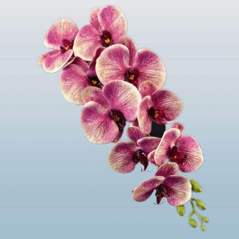Real-Touch 9-Head Phalaenopsis Orchid Stem
