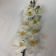 White with a hint of pink butterfly orchids on a textured white surface
