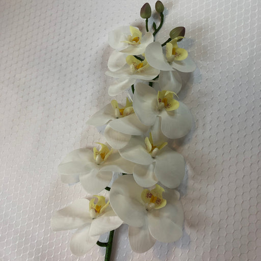 White with a hint of pink butterfly orchids on a textured white surface