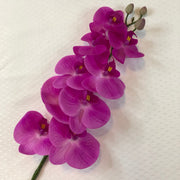 Fuchsia Butterfly orchid  on a textured white background