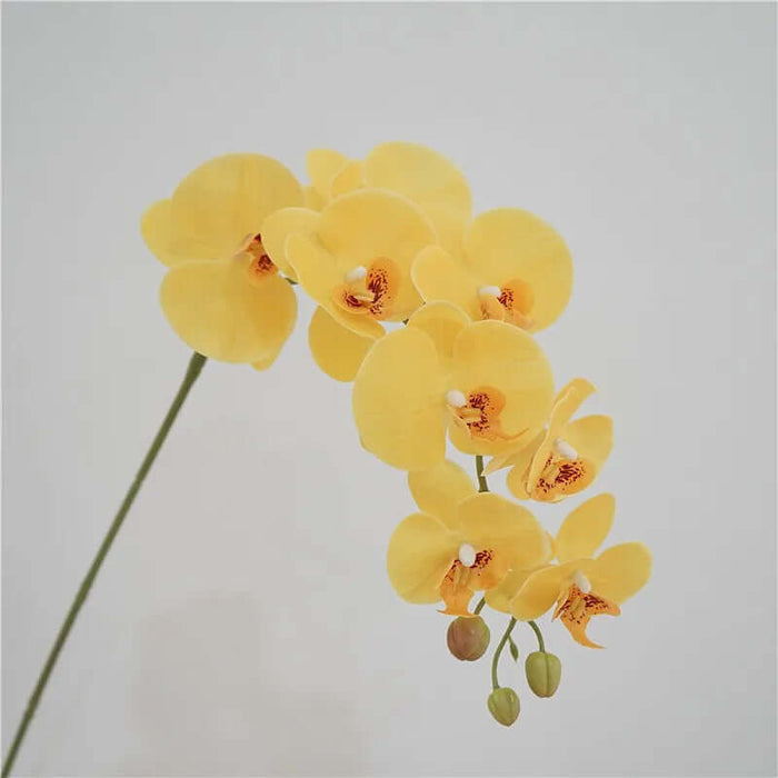 Artificial Moth Butterfly Orchid Real Touch Flowers Artificial Flora Modalyst