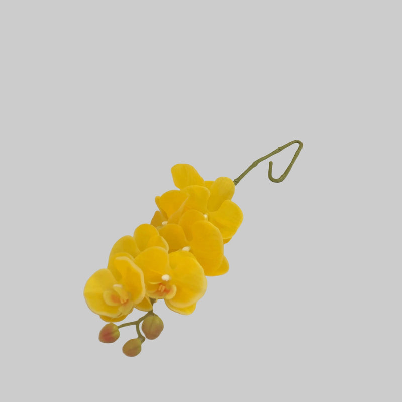 Yellow orchid stem on a white background