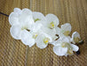 10-Head European Moth Butterfly Artificial Orchid Artificial Flora Modalyst