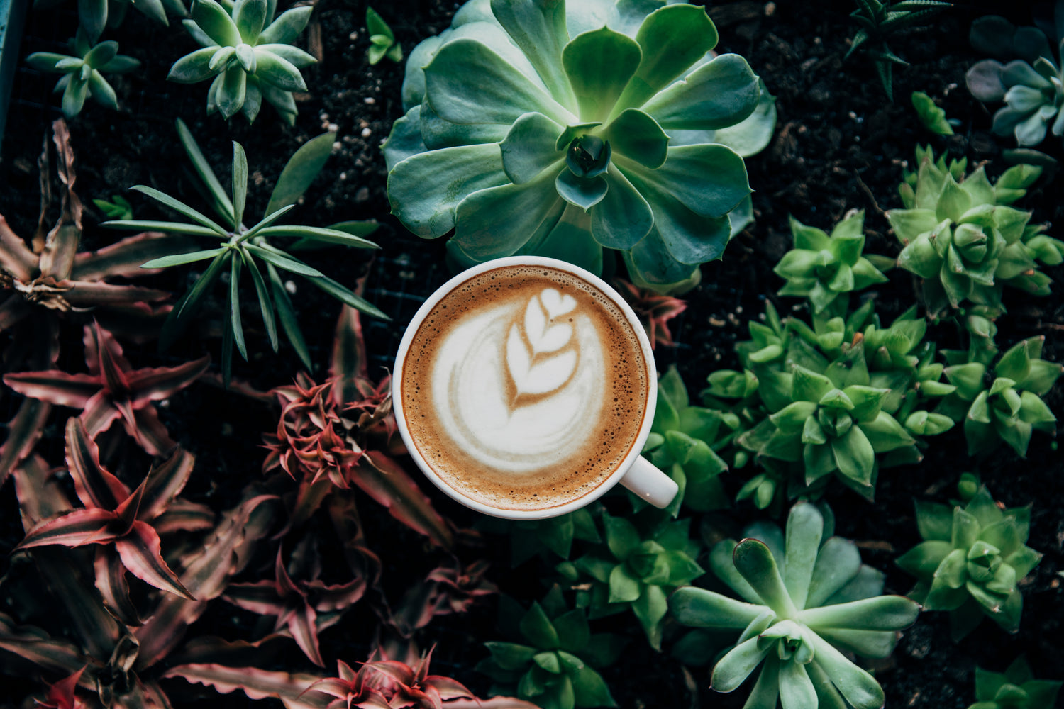 Cup of coffee among plants 