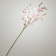 Single stem of pink dancing lady orchid on a textured white background