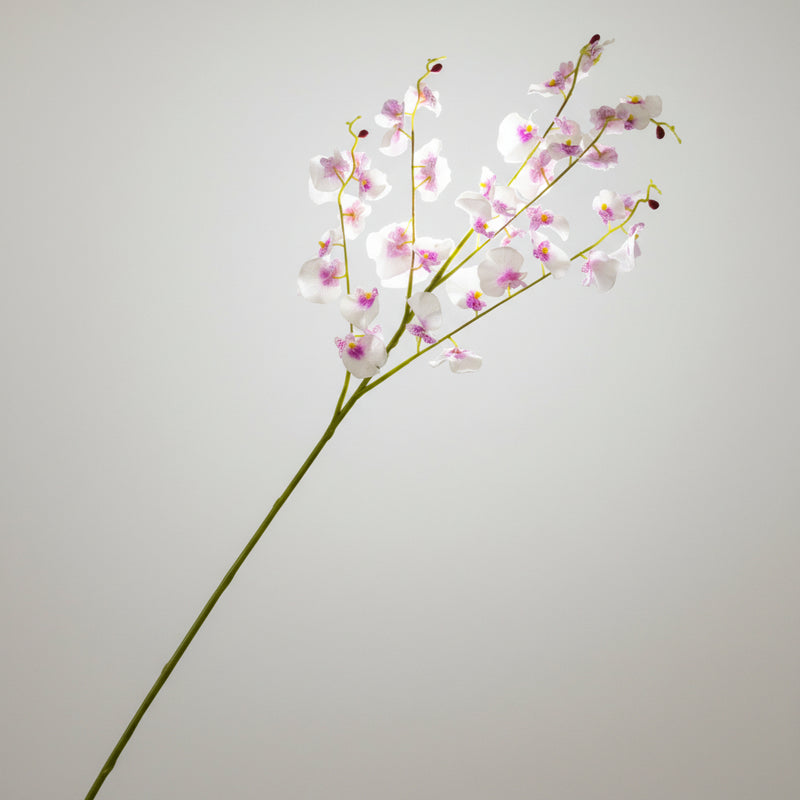 Single stem of pink dancing lady orchid on a textured white background