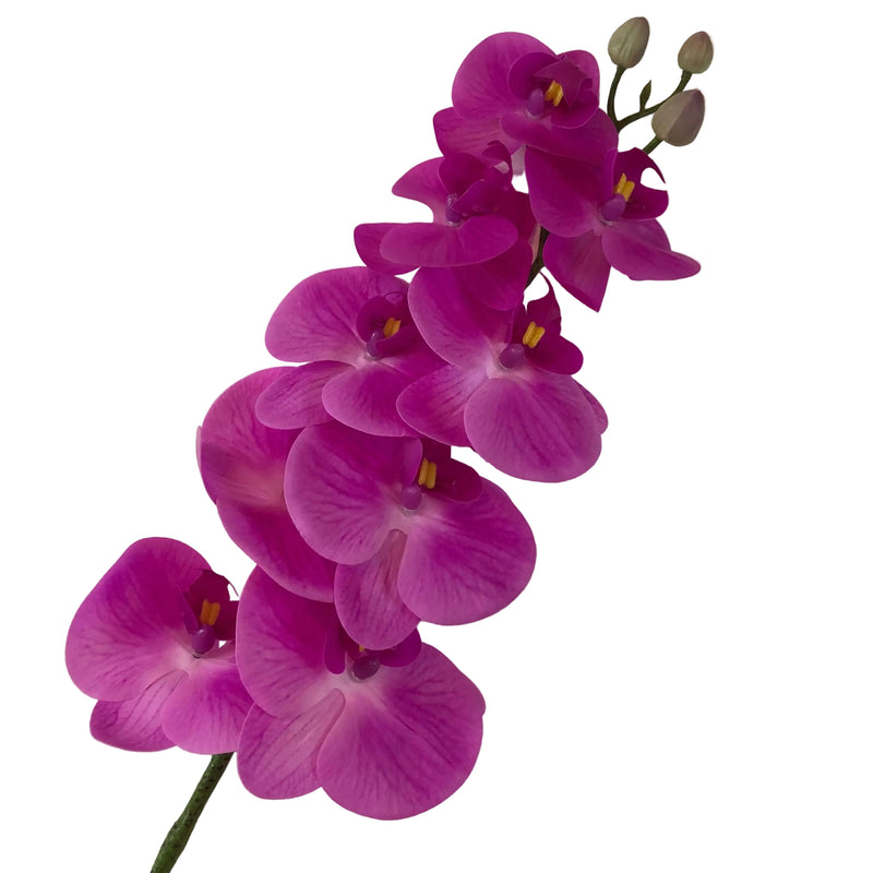 Fuchsia Butterfly orchid  on a textured white background