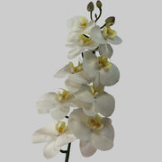 White with a hint of pink butterfly orchids on a textured white surface