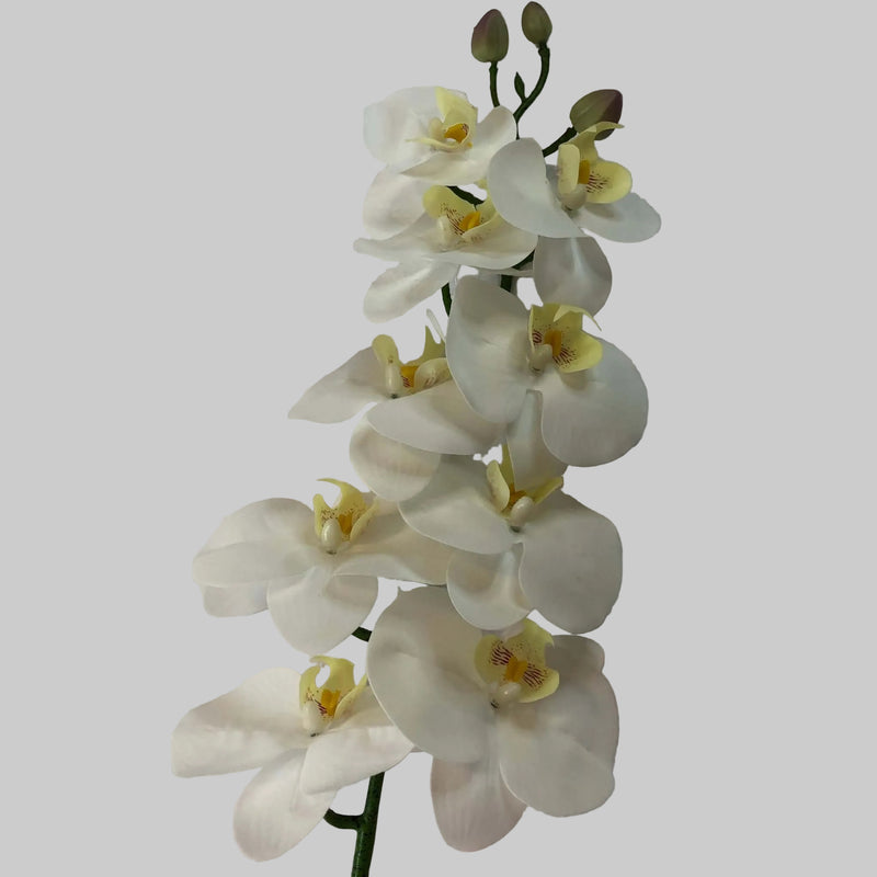 White with a hint of pink butterfly orchids on a textured white surface