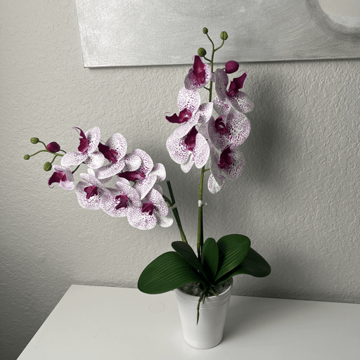 Potted orchid with white and wine colored flowers on a white surface against a gray wall.
