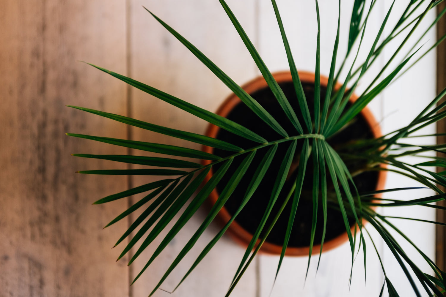 Plantes artificielles