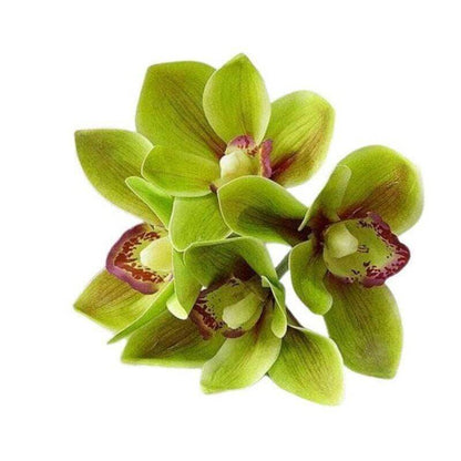 4Pc-Bunch Latex Orchid Bouquet