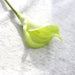 67cm or 27" Tall Real-Touch Calla Lily Real-Touch Calla Lily AliExpress Green  