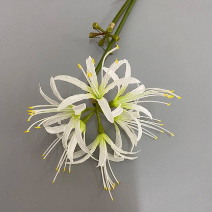 Silk Spider Lily Higanbana Flower
