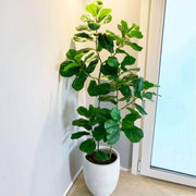 Large realistic artificial ficus tree displayed in a modern pot, enhancing home decor with its lifelike leaves.