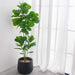 Large realistic artificial ficus tree adding greenery to a modern home setting with sheer curtains.